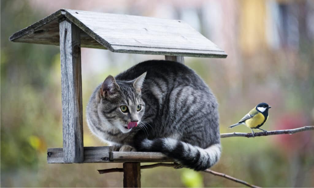 Cat stalking bird