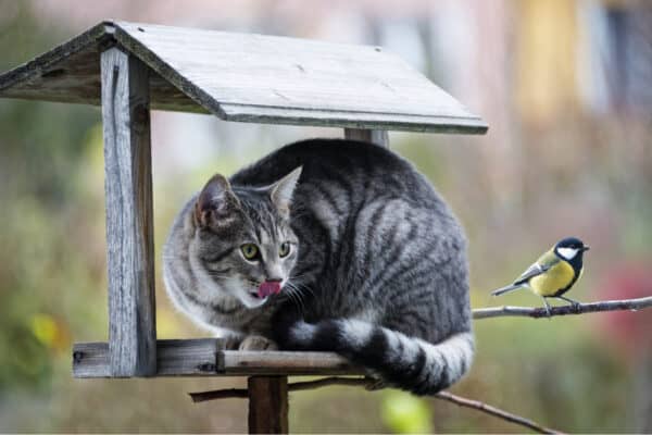 Cat hunting a bird.