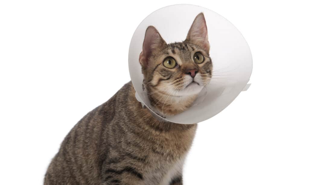 Cat with Elizabethan collar