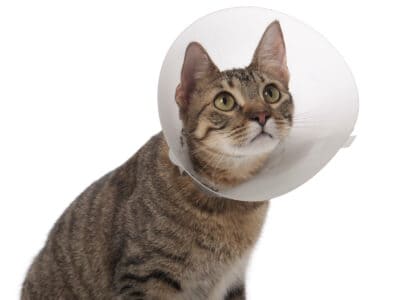 A This Is the Top Cat Cone (It Actually Stays On!)