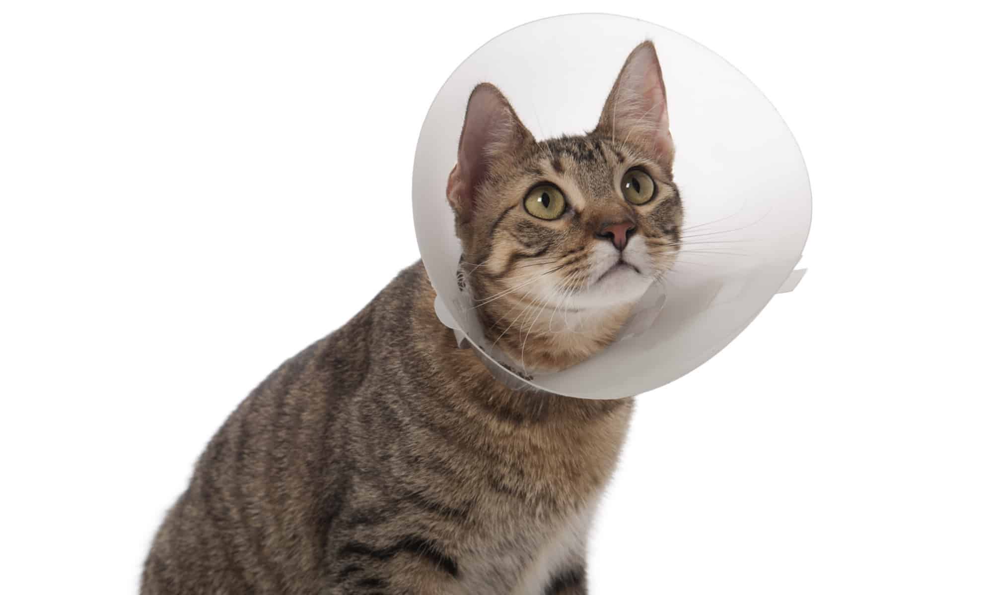 This Is The Top Cat Cone It Actually Stays On A Z Animals