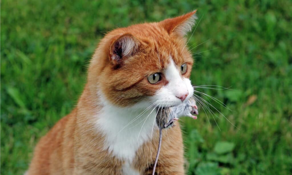 Cat with dead mouse