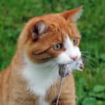 A male red cat hunting a mouse.