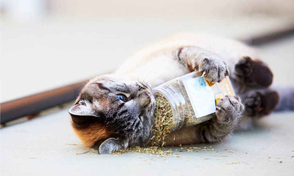 Cat with dried catnip