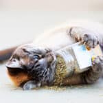 Siamese tabby cat rolls on the floor holding a catnip container in her paws and flipping it over.