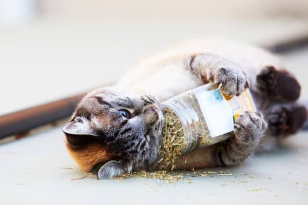 Siamese tabby cat rolls on the floor holding a catnip container in her paws and flipping it over.