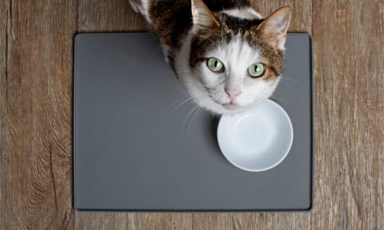 A cat with green eyes next to an empty white bowl looks up