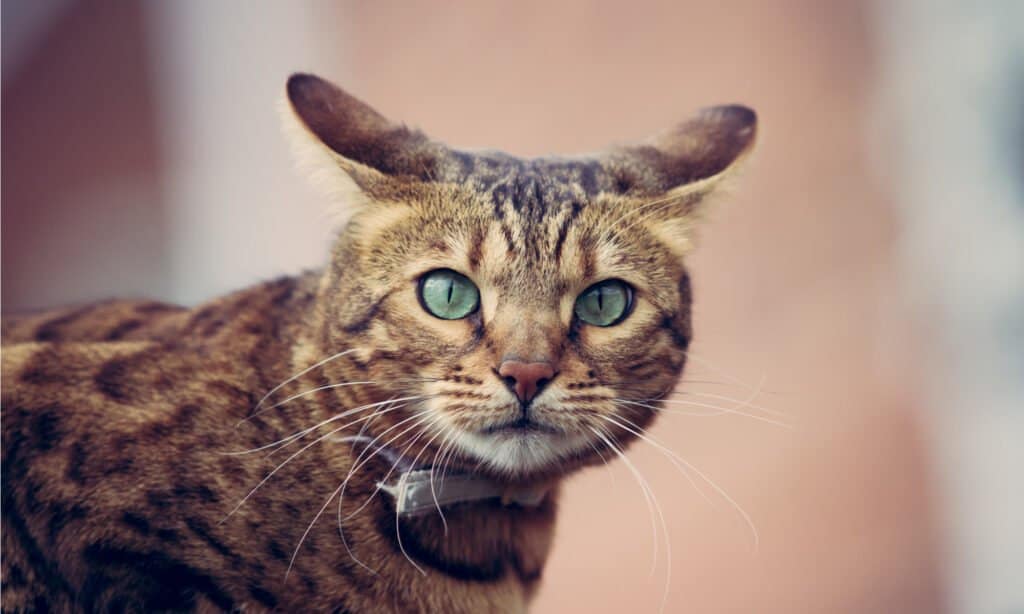 A tabby scaredy-cat with ears flat and a high level of alertness.