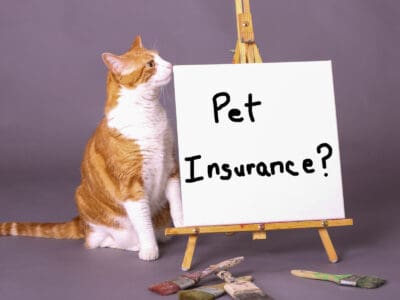 A The Different Pet Cat Insurance Plans You Should Know About