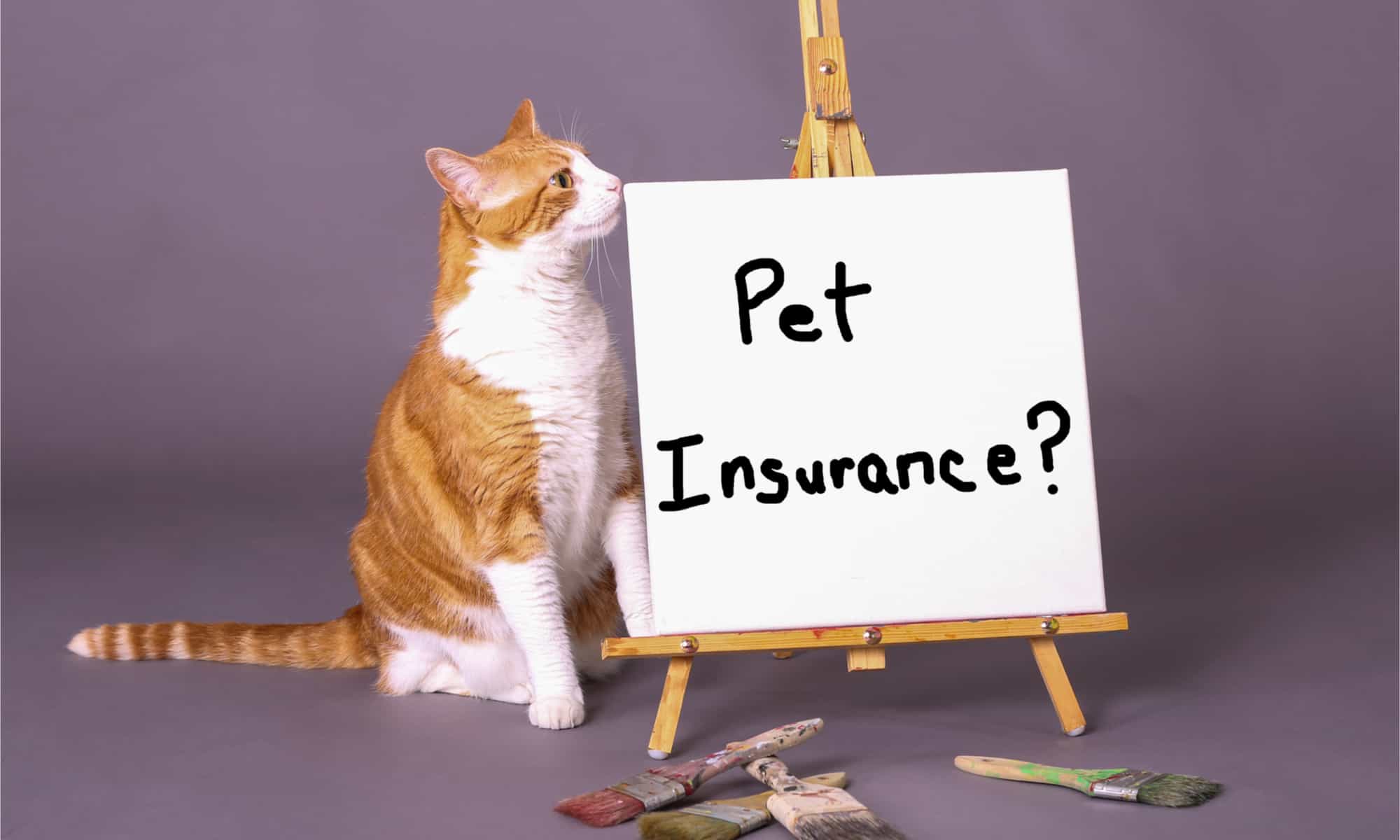 Cat sitting next to an easel with "Pet insurance?" written on it