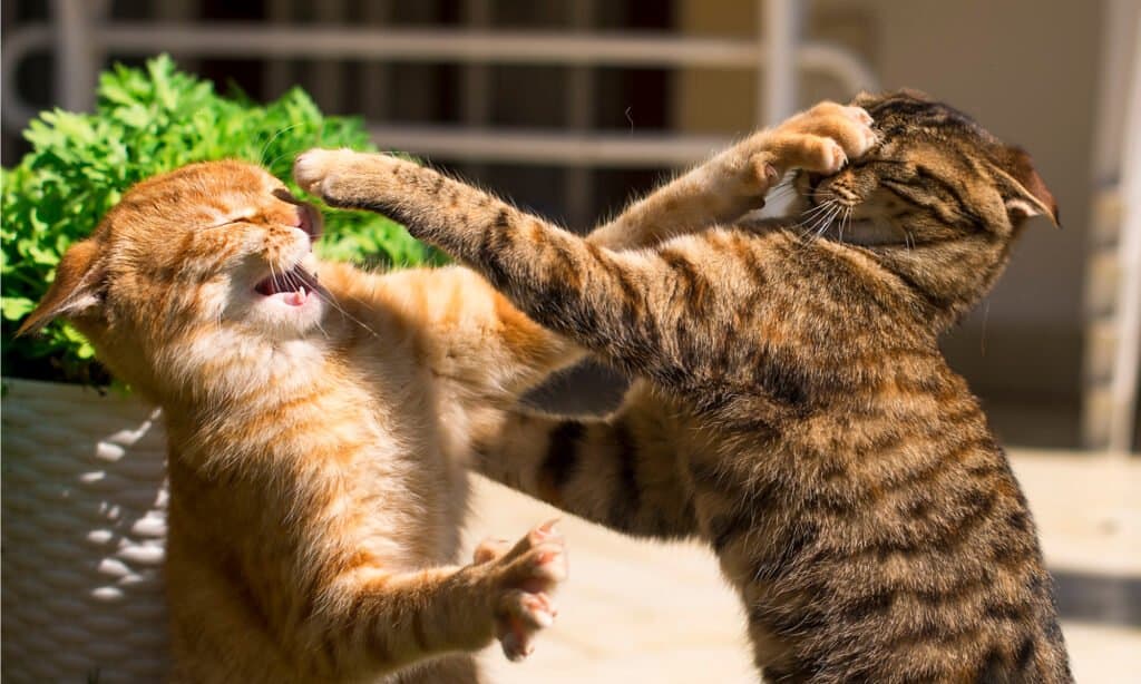 two young ginger and brown cats fighting in the garden on the grass.