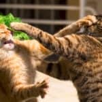 two young ginger and brown cats fighting in the garden on the grass.