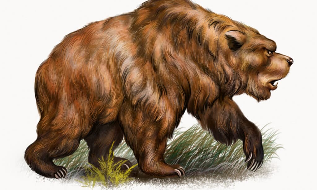 Hình minh họa 3D của Gấu Hang Ursus Spelaeus