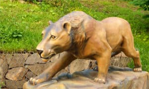 What Were Cave Lions, The 12-Foot-Long Top Ice Age Predator? Picture