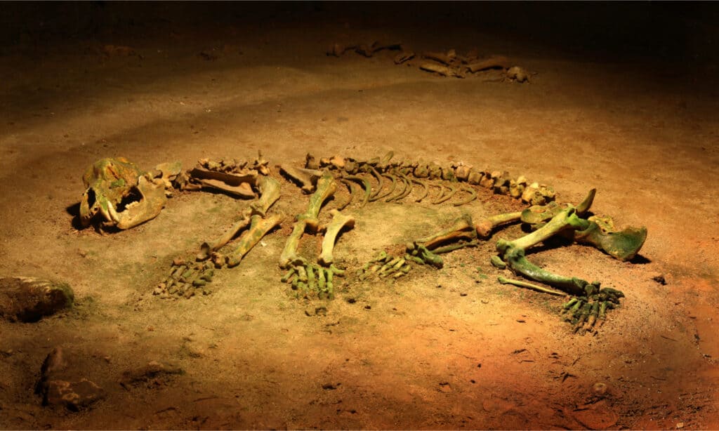 Cave bear - Ursus spelaeus - skeleton on the floor of a cave