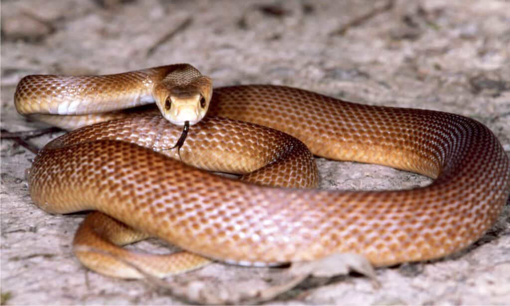 Coastal Taipan, a snake similar to the Central Ranges Taipan. The Central Ranges Taipan has a brown body with pale head.