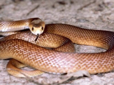 Central Ranges Taipan Picture