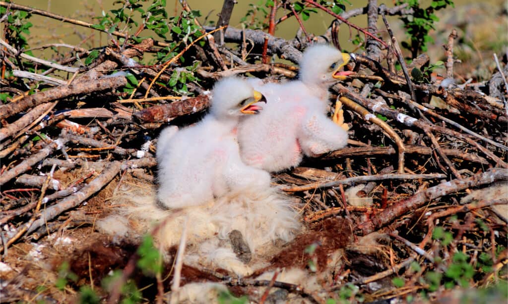 Chicks of the black kite Milvus migrans