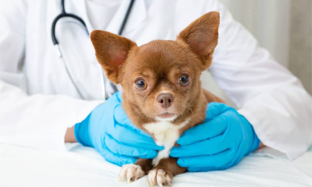 A brown chihuahua is being examined by a veterinarian