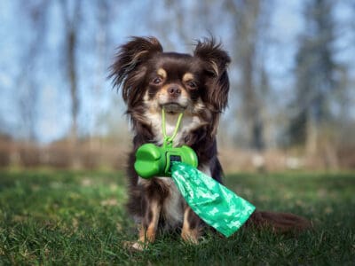 A The 5 Best Dog Parks in Wichita