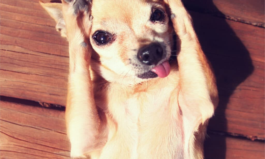 Chihuahua lying on its back in the sun