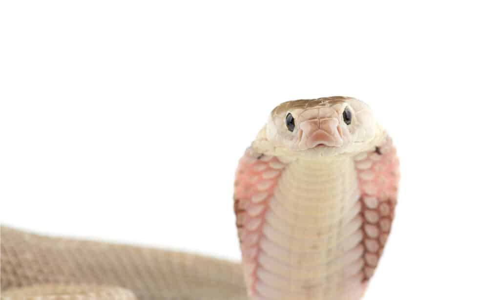 Close up of Chinese Cobra