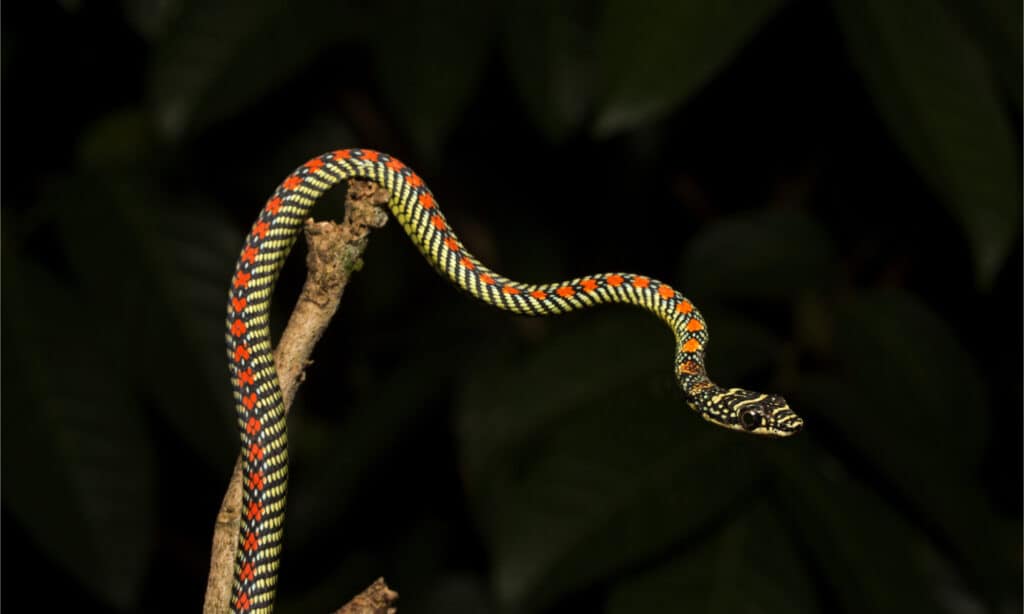 A paradise flying snake stretches off a tree branch