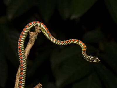 A Paradise Flying Snake