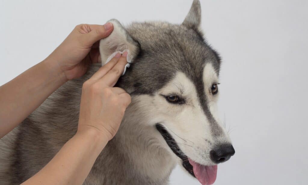 how to treat a dogs ear infection