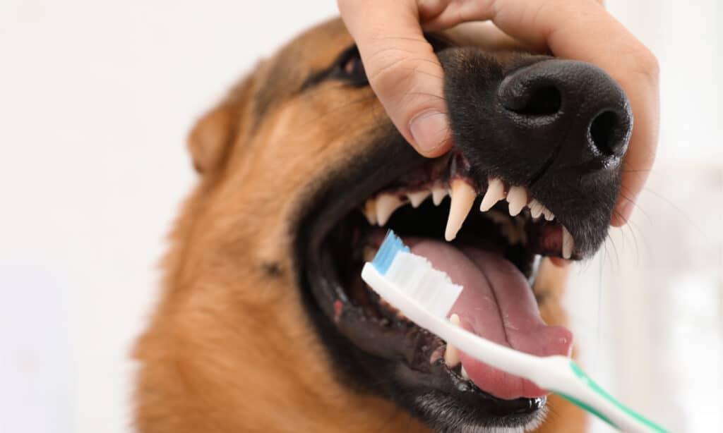 Une femme nettoyant les dents d'un chien