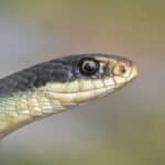 Blue racer