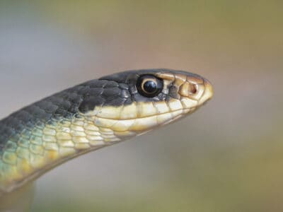 Blue Racer Picture
