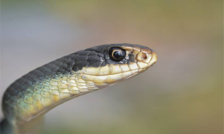 Close up of a blue racer's head