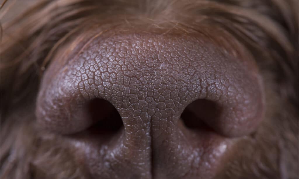 Close up the nose of a brown dog