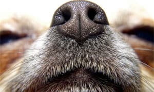 The 3 Most Common Reasons Your Dog’s Nose Is Dry Picture