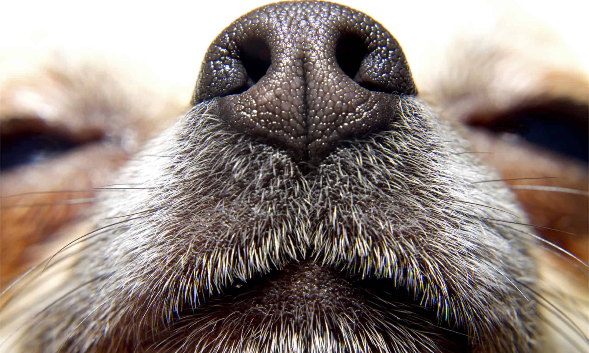 Close up of a chihuahuas nose