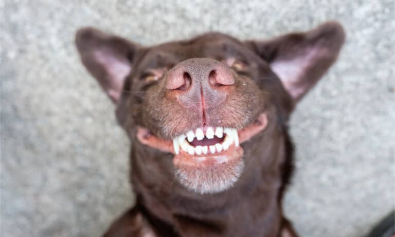 Close up of dog's mouth