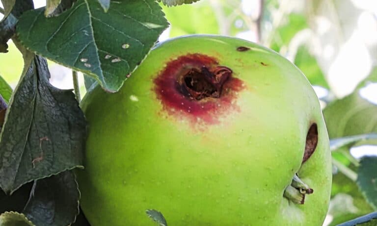 A hole in a apple caused by a codling moth.
