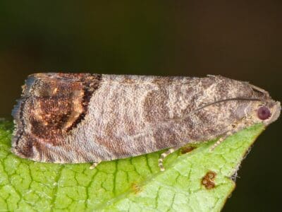 A Codling Moth