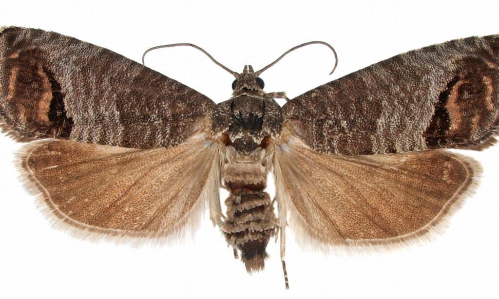 The codling moth (Cydia pomonella) isolated on a white background.