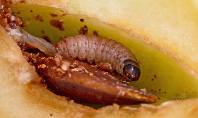 Codling moth larva, Cydia pomonella. It is major pests to agricultural crops, mainly fruits such as apples and pears in orchard and gardens.