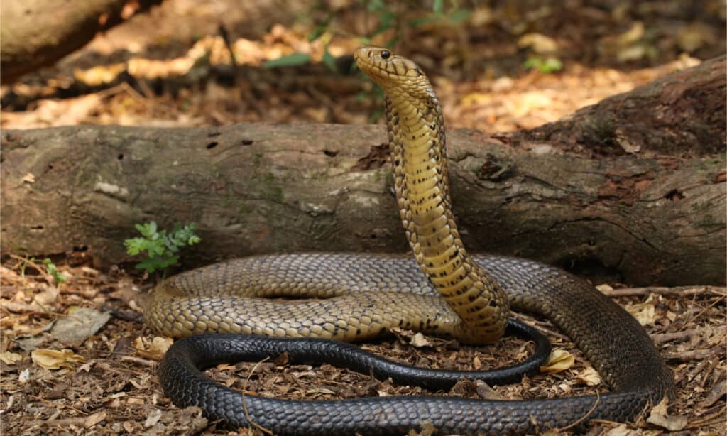 How long is a spitting cobra? According to Cape Snake Conservation, the  forest cobra is the largest true cobra, reaching 10 feet (3 m), and  Ashe's spitting cobra is 9 feet (2.7