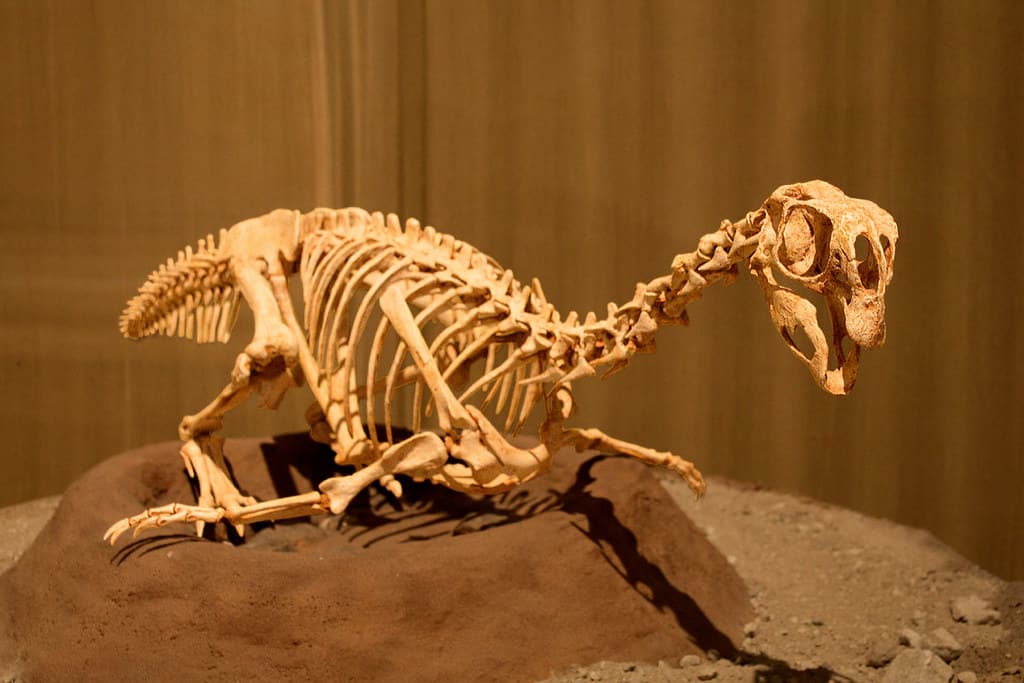 Conchoraptor skeleton