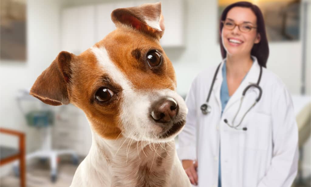 Jack Russell terrier at the vet's office