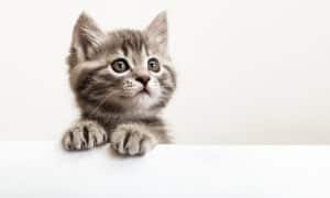The Best Treats for Kittens for 2022 Picture