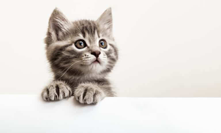 Kitten looking over a ledge