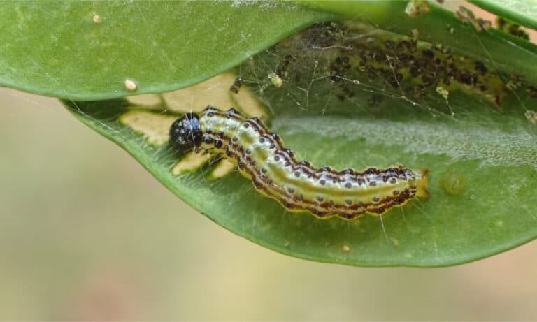 Cydalima perspectalis - the box tree caterpillar on a leaf