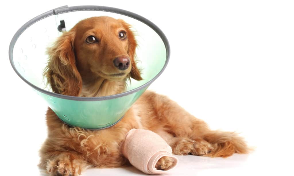 Dachshund with injured leg wearing a funnel collar