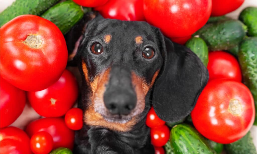 Dachshund's face peeks out from a pile of tomatoes and cucumbers