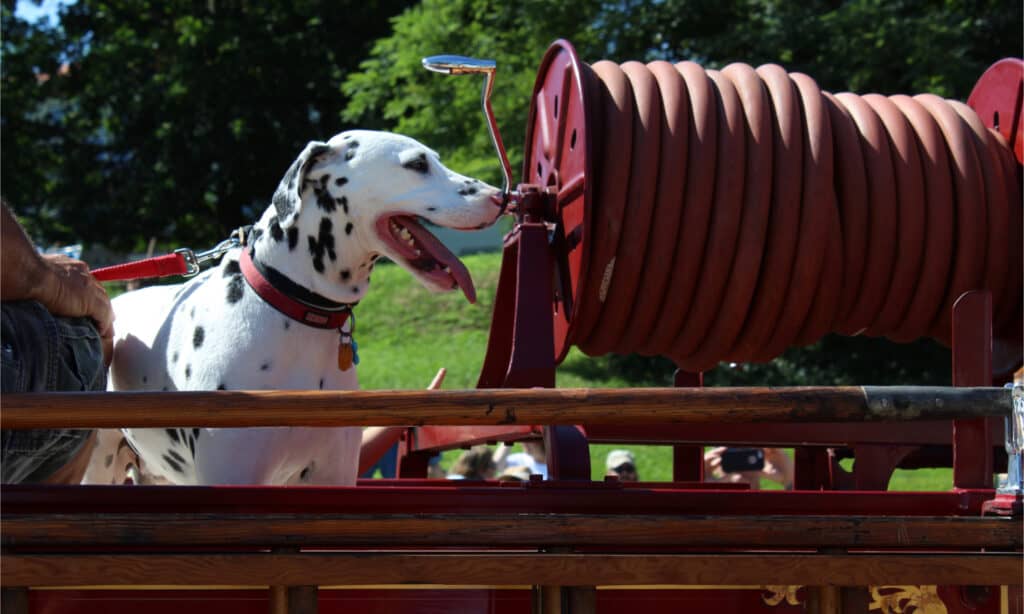 Dalmatian riding vintage firetruck